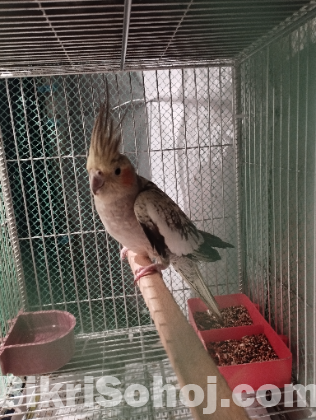 Cockatiel Bird